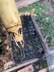 Spruce Seedlings